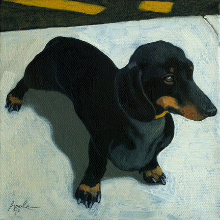 Dachshund on the Move - dog portrait